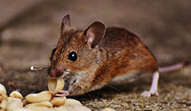 24 Hour & Emergency Exterminators in Waretown, NJ
